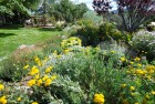 Wild Flowers and Grass